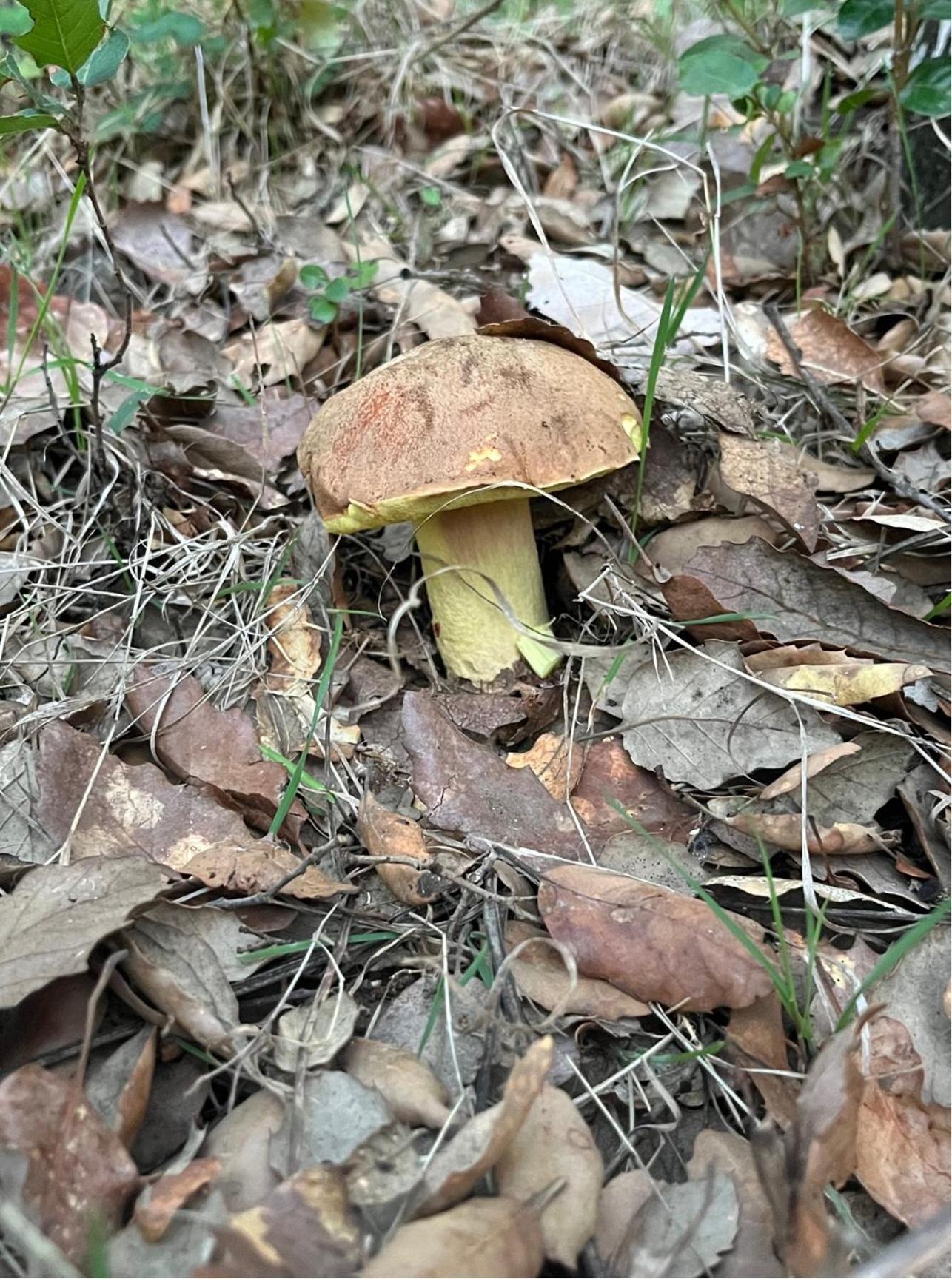 Finca La Liserilla ガラロサ エクステリア 写真